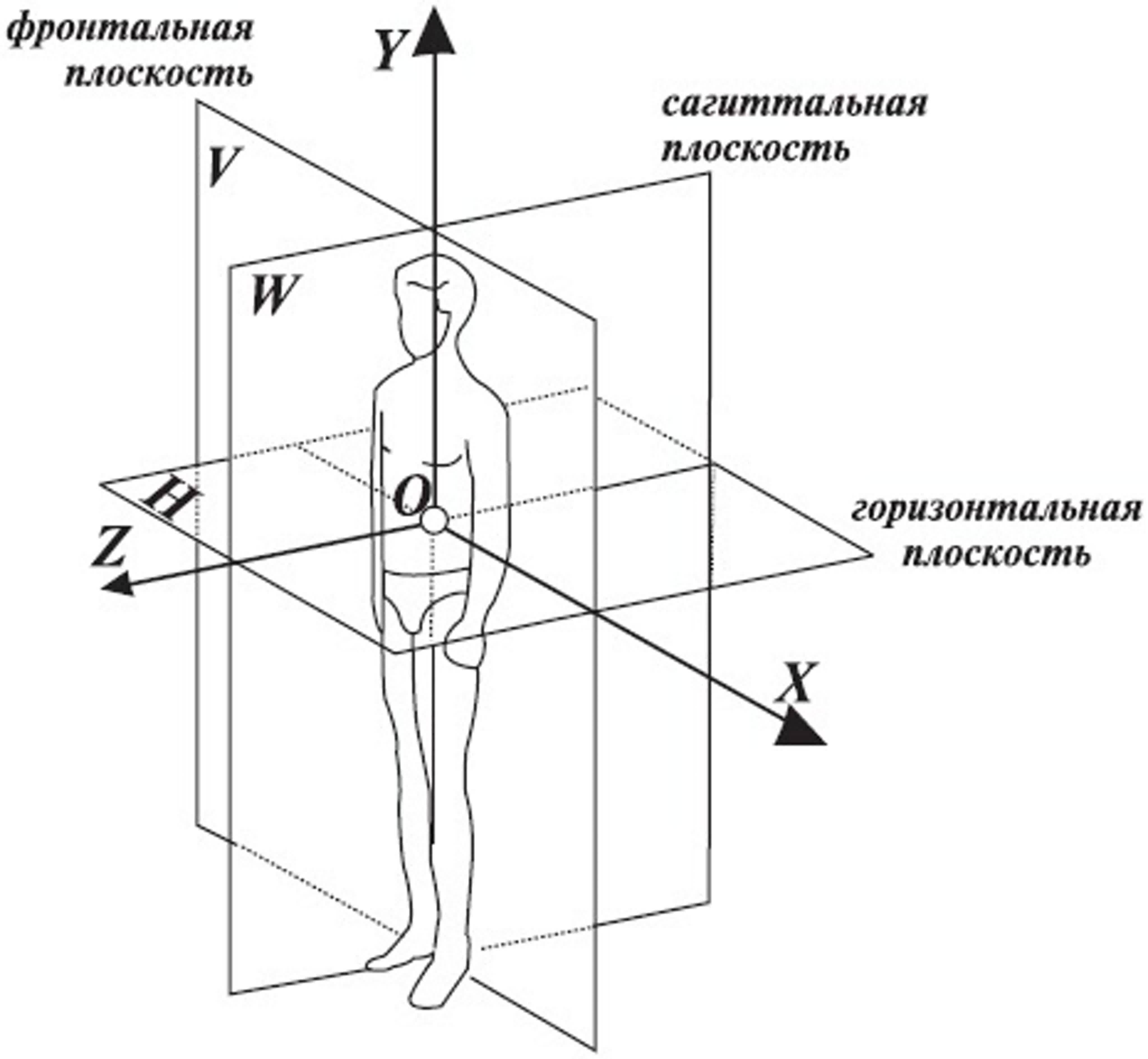 Оси и плоскости человека рисунок